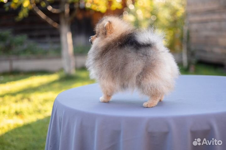 Немецкий шпиц