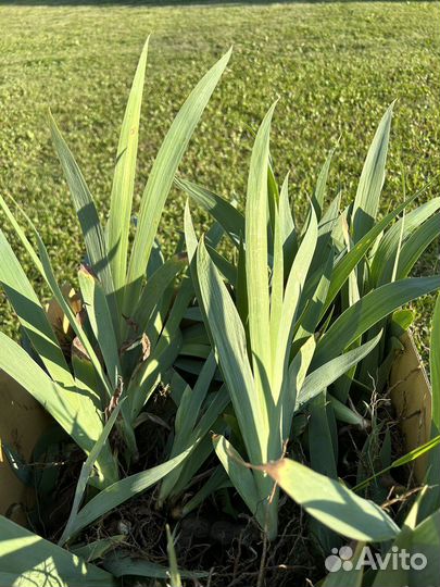 Цветы ирисы