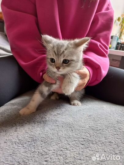 Шотландские котята