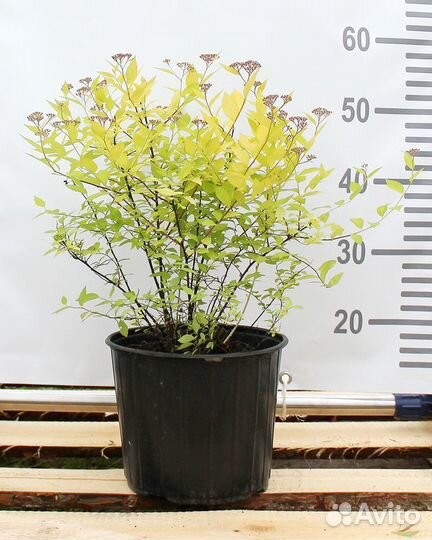 Спирея японская Goldmound