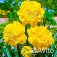 Нарцисс махровый