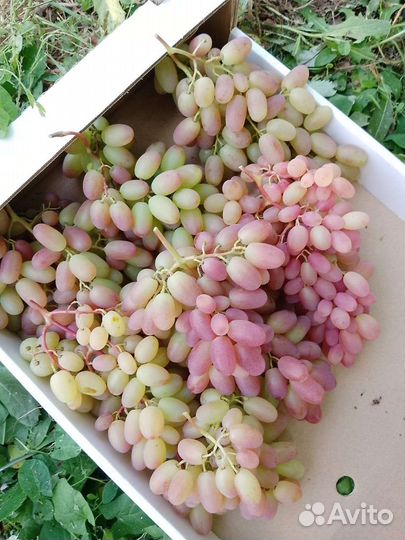 Виноград преображение