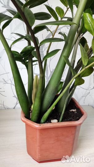 Замиокулькас