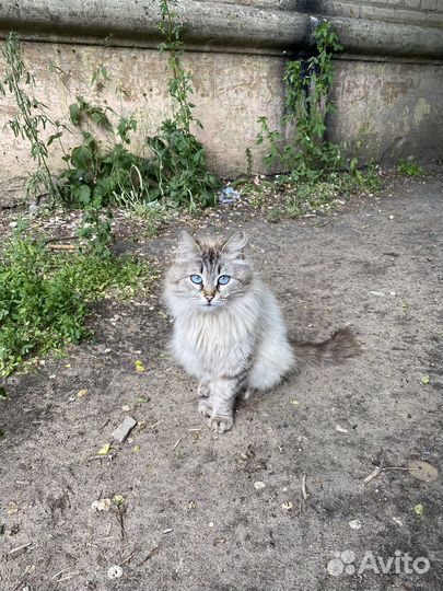 Кошки в добрые руки бесплатно