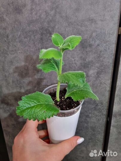 Плектрантус или комнатная мята, 3 сорта