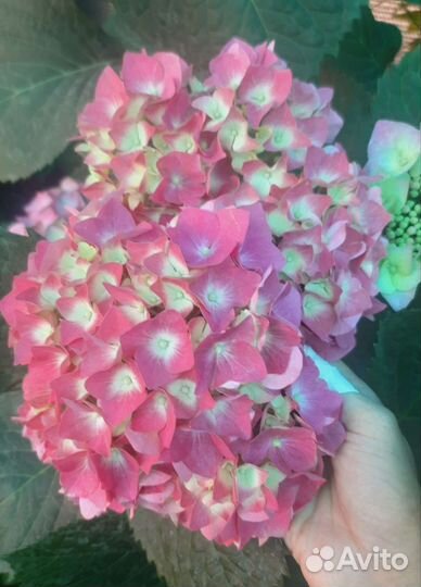 Гортензия крупнолистная саженцы