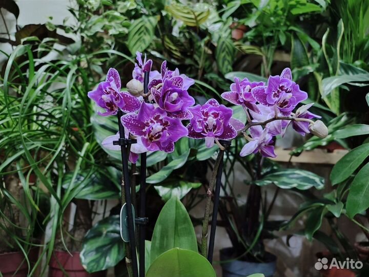 Орхидея Hornglin Vicky с мутацией