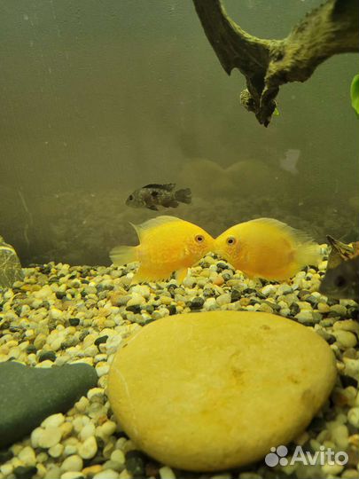 Аквариум с тумбой и всем наполнением 250 литров