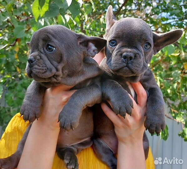 Голубые француженки