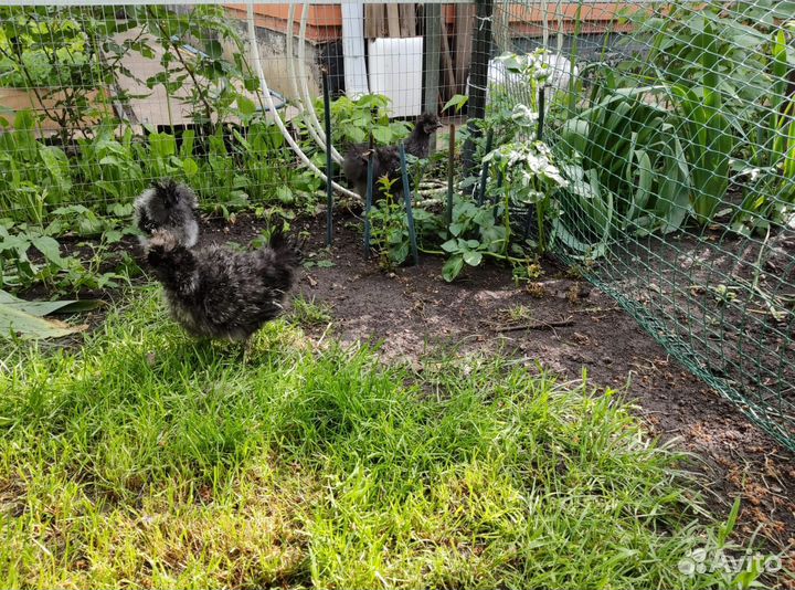 Петушки китайские шелковые