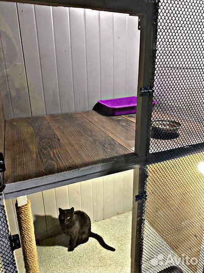 Гостиница для животных/кинолог дрессировка