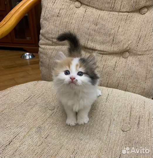 Котенок в добрые ручки