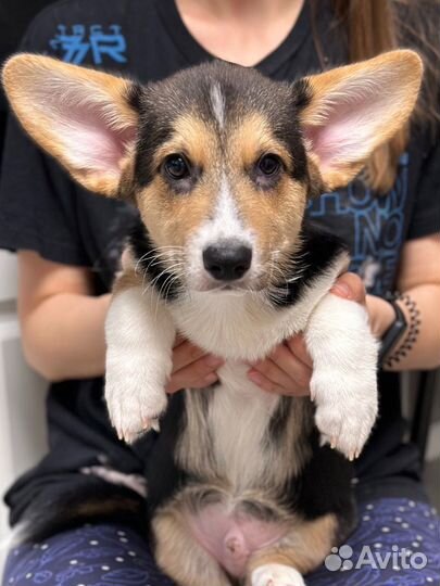 Щенок вельш корги пемброк