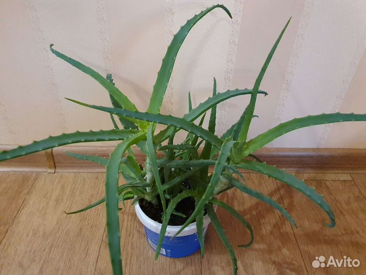 Алоэ лечебный