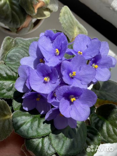 Фиалки цветущие