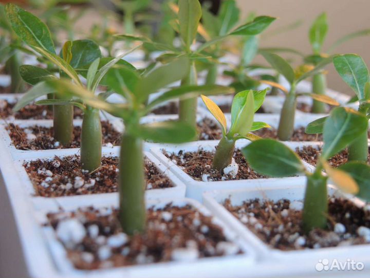 Адениум. Сеянцы