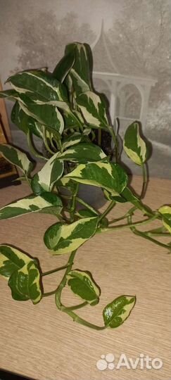 Сциндапсус эпипремнум