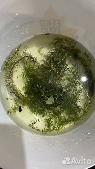 Водоросли для аквариума