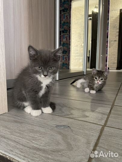 Котята в ответсвенные руки