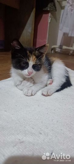 Котята в добрые руки бесплатно