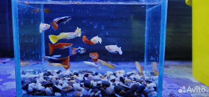 Аквариумные рыбки