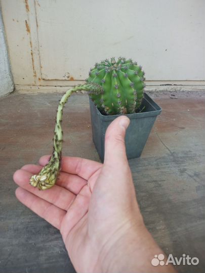 Кактус цветущий