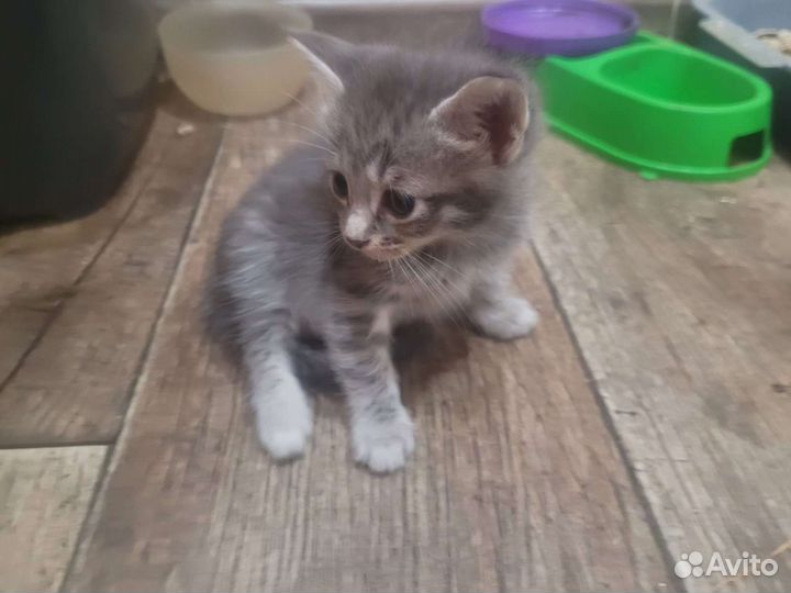 Кошка