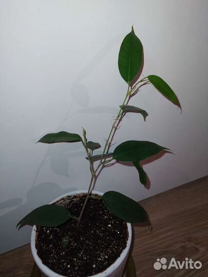 Комнатные растения