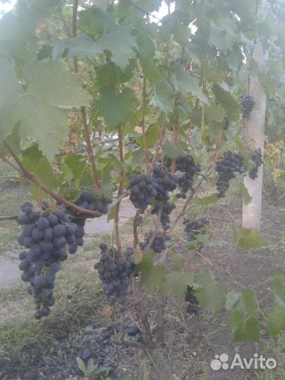 Саженцы винограда