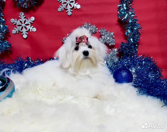 Белоснежная мальтезе стандарт