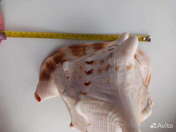 Рвкушка морская