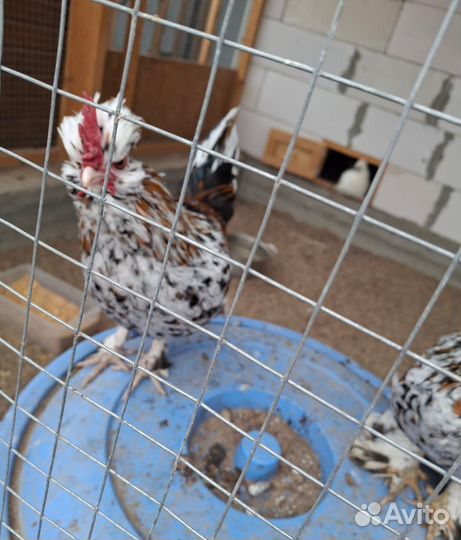 Куры петухи