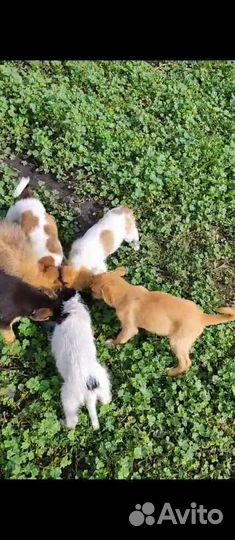 Щенки