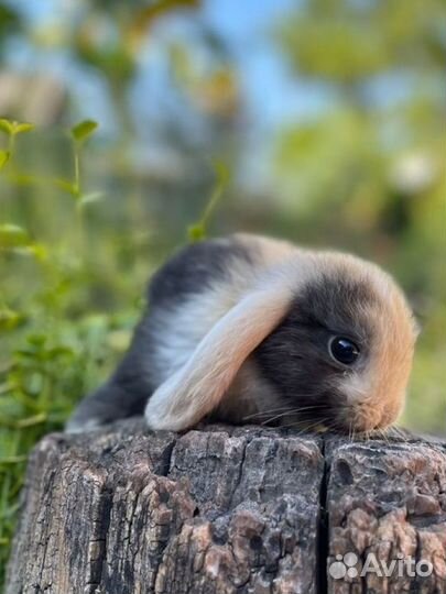 Декоративные карликовые кролики