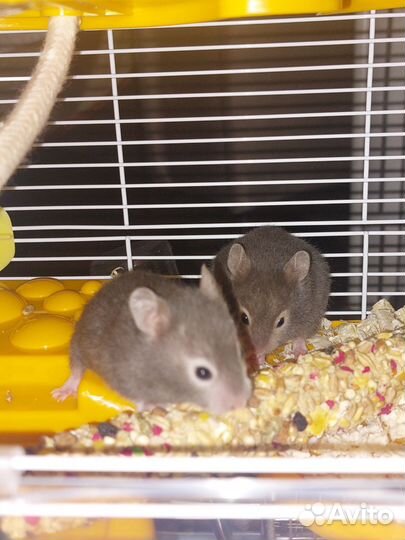 Сирийский хомячки