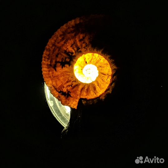 34 мм. Аммонит Acanthoplites. Россия