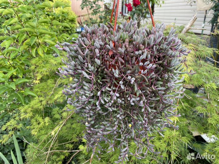 Суккуленты, ампельные