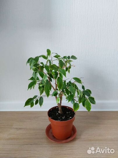 Фикус бенджамина пестролистный Кинки