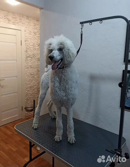 Стол для груминаг S1