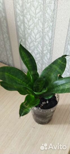 Сансевиерия Ханни