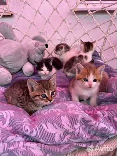 Милые котята