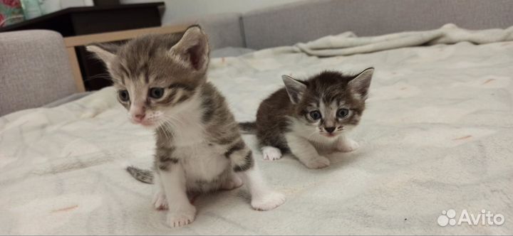 Славные котята в добрые руки бесплатно