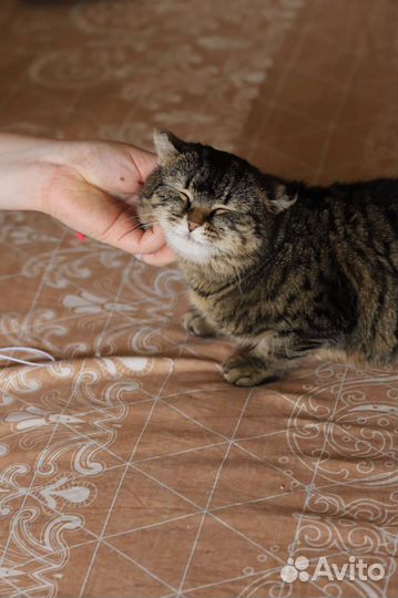 Кошечка в добрые руки