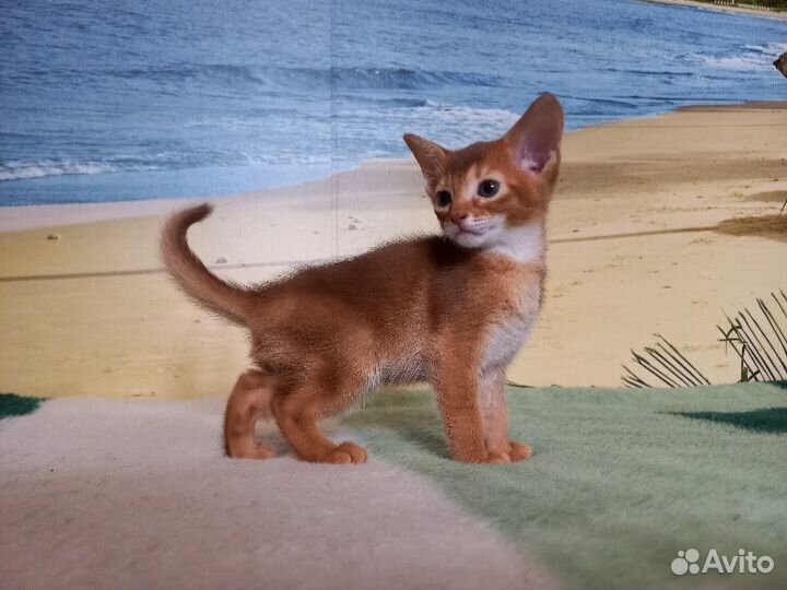 Абиссинские котята