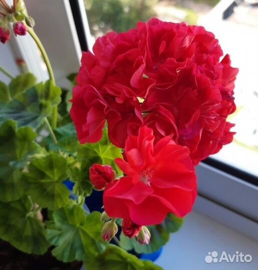 Герань пеларгония