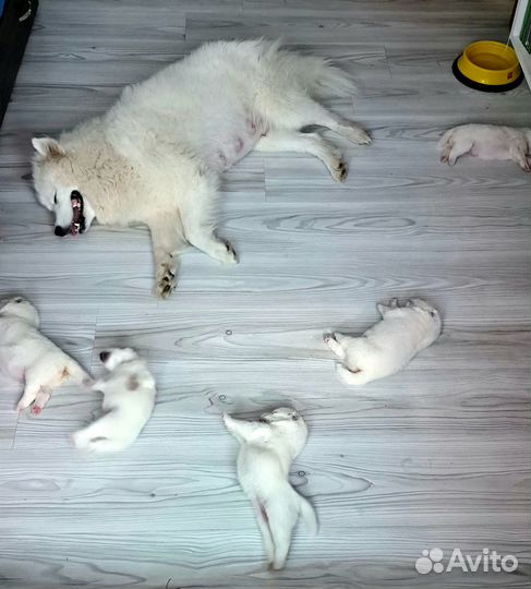 Щенки самоеда
