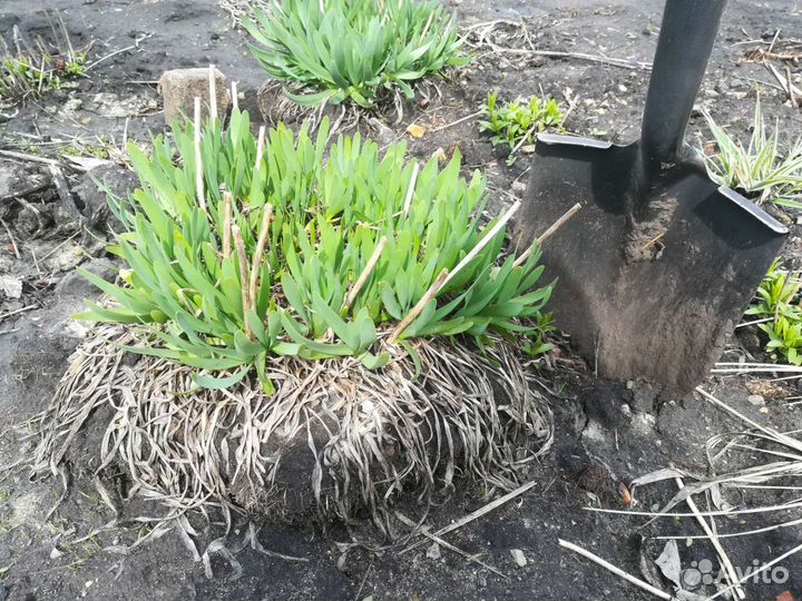 Растение лук-слезун