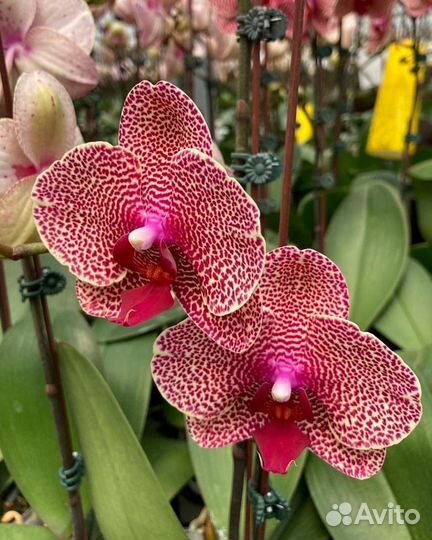 Орхидея фаленопсис I-Hsin Sesame, Сезам