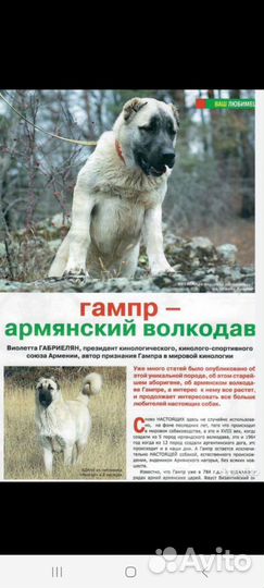 Шинки армянского гампро