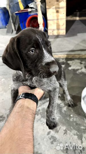Собаки щенки немецкий Дратхар